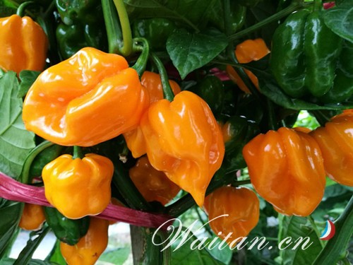 微信图片_20180427093917.jpg Ag集团