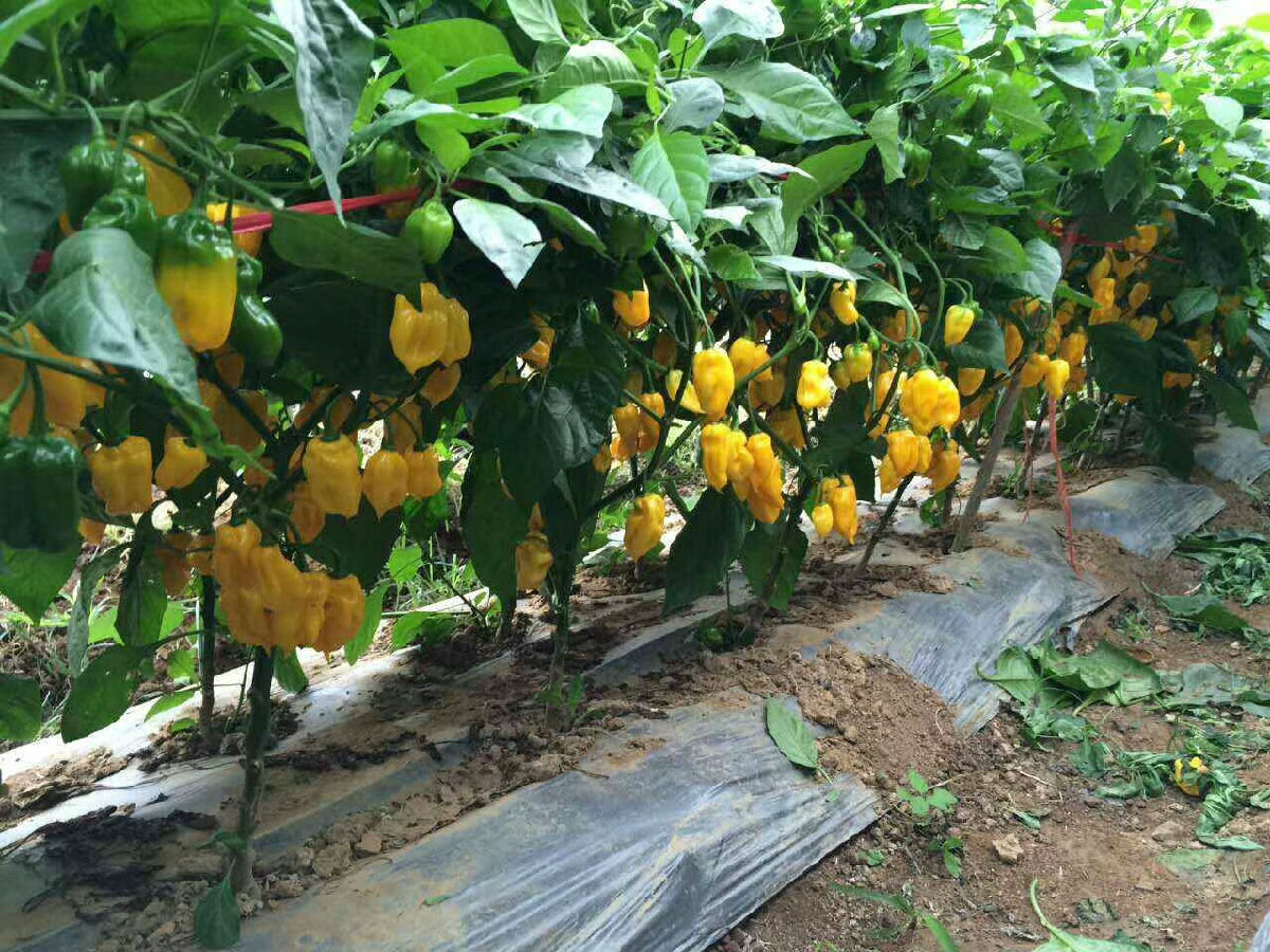 味之源2.jpg Ag集团